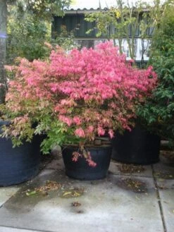 Kardinaalshoed (Euonymus Alatus) -DIRECTPLANT Winkel 20101213160900 55 11