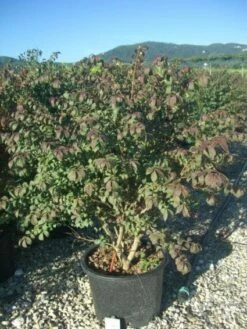 Kardinaalshoed (Euonymus Alatus 'Compactus') -DIRECTPLANT Winkel 20101213161411 12