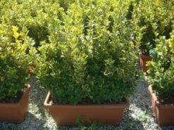 Kardinaalshoed Als Meeneemhaag (Euonymus Japonicus 'Aureus) -DIRECTPLANT Winkel 20101213162151 2 2