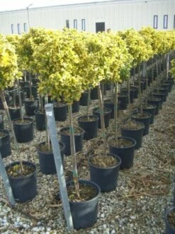 Kardinaalshoed Op Stam (Euonymus Japonicus 'Aureus')