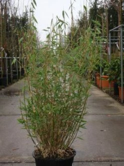 Niet Woekerende Bamboe (Fargesia Murieliae 'Bimbo') -DIRECTPLANT Winkel 20101215104356 4