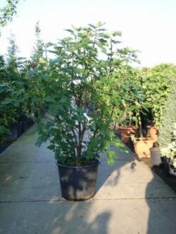 Vijg (Ficus Carica) -DIRECTPLANT Winkel 20101215105457 10 1