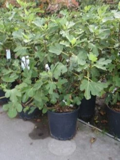 Vijg (Ficus Carica) -DIRECTPLANT Winkel 20101215105937 10 1