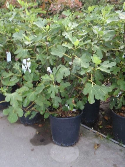 Vijg (Ficus Carica) 5 Vijg (Ficus Carica) - Afbeelding 3