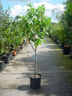 Vijg Op Stam (Ficus Carica) -DIRECTPLANT Winkel 20101215110043 8