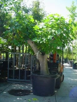 Vijg Als Solitair (Ficus Carica) -DIRECTPLANT Winkel 20101215111635 7