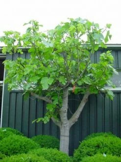 Vijg Als Solitair (Ficus Carica) -DIRECTPLANT Winkel 20101215111658 7