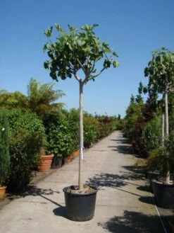 Vijgenboom (Ficus Carica) 7 Vijgenboom (Ficus Carica) -DIRECTPLANT Winkel 20101215112153 7 1