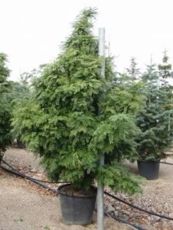 Valse Christusboom (Gleditsia Triacanthos 'Elegantissima')