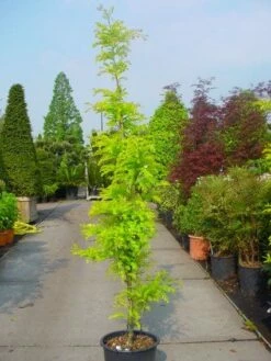 Geelbladige Christusdoorn Als Struik (Gleditsia Triacanthos 'Sunburst') 6 Geelbladige Christusdoorn Als Struik (Gleditsia Triacanthos 'Sunburst') -DIRECTPLANT Winkel 20101215120733 35 7