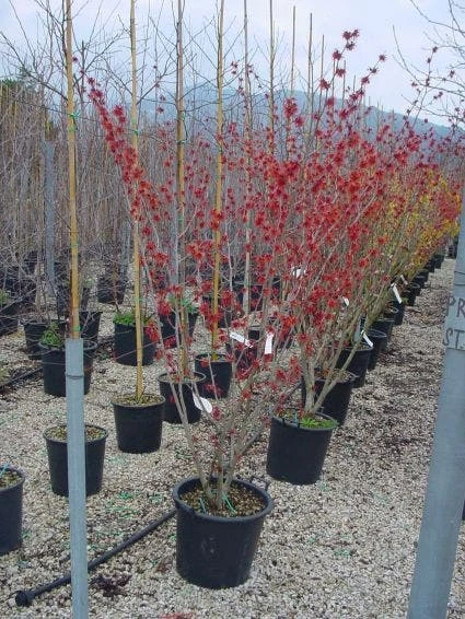 Toverhazelaar (Hamamelis Intermedia 'Diane') 7 Toverhazelaar (Hamamelis Intermedia 'Diane') - Afbeelding 5