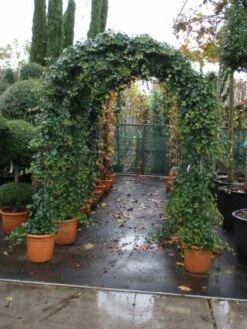 Klimop In Boogvorm (Hedera Hibernica) -DIRECTPLANT Winkel 20101215125056 1