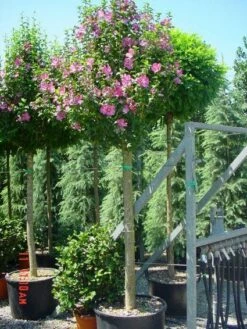 Altheastruik Als Boom (Hibiscus Syriacus 'Woodbridge') -DIRECTPLANT Winkel 20101215130234 7