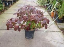 Eikenbladhortensia (Hydrangea Quercifolia) -DIRECTPLANT Winkel 20101215152513 6