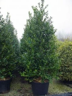 Gewone Hulst (Ilex Aquifolium) 12 Gewone Hulst (Ilex Aquifolium) -DIRECTPLANT Winkel 20101215152933 12