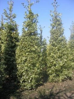 Hulst (Ilex Aquifolium 'Argentea Marginata') 13 Hulst (Ilex Aquifolium 'Argentea Marginata') -DIRECTPLANT Winkel 20101215153638 9 1