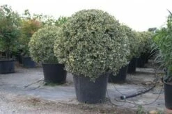 Bonte Hulst In Bolvorm (Ilex Aquifolium 'Argentea Marginata') -DIRECTPLANT Winkel 20101215154613 5 1