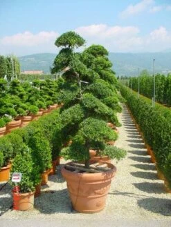 Japanse Hulst Als Bonsai (Ilex Crenata) -DIRECTPLANT Winkel 20101215155420 10 1