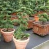 Japanse Hulst Als Bonsai (Ilex Crenata) -DIRECTPLANT Winkel 20101215155435 10 2