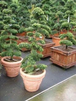 DIRECTPLANT Winkel 41 Japanse Hulst Als Bonsai (Ilex Crenata)