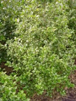Blauwe Hulst (Ilex Meserveae 'Blue Prince')
