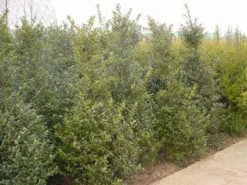 Blauwe Hulst (Ilex Meserveae 'Blue Prince') -DIRECTPLANT Winkel 20101215164749 10 1