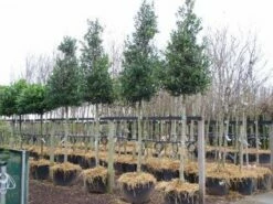 Hulst Als Boom (Ilex 'Nellie R. Stevens') -DIRECTPLANT Winkel 20101215170614 8