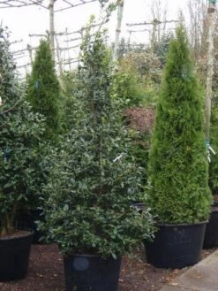 DIRECTPLANT Winkel -DIRECTPLANT Winkel 20101215171559 5 2