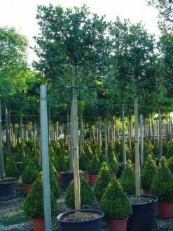 DIRECTPLANT Winkel -DIRECTPLANT Winkel 20101215171823 2