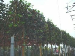 Amerikaanse Hulst Als Leiboom (Ilex 'Nellie R. Stevens')