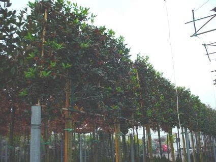 Amerikaanse Hulst Als Leiboom (Ilex 'Nellie R. Stevens') 3 Amerikaanse Hulst Als Leiboom (Ilex 'Nellie R. Stevens')