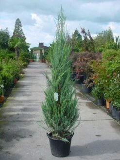 Jeneverbes (Juniperus Scopulorum 'Skyrocket') -DIRECTPLANT Winkel 20101216132150 6 1