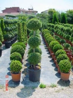 Liguster In Triobol (Ligustrum Delavayanum) -DIRECTPLANT Winkel 20101216162156 3