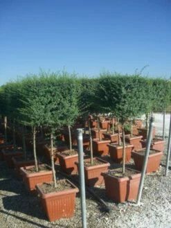 Liguster Op Stam (Ligustrum Delavayanum, Kubus) -DIRECTPLANT Winkel 20101216162557 2