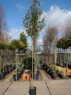 Liguster Als Boom (Ligustrum Japonicum) -DIRECTPLANT Winkel 20101216164919 9