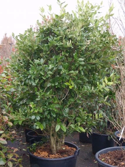 Liguster (Ligustrum Japonicum 'Texanum') 8 Liguster (Ligustrum Japonicum 'Texanum') - Afbeelding 6