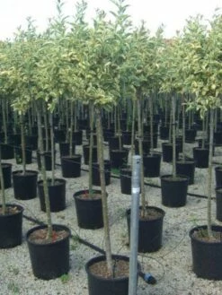 Liguster Op Stam (Ligustrum 'Excelsum Superbum')