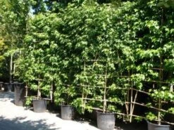 Amberboom Als Leivorm (Liquidambar Styraciflua 'Worplesdon') -DIRECTPLANT Winkel 20101217130845 2