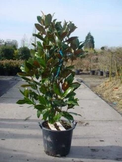 Magnolia (Magnolia Grandiflora 'Gallissoniere') -DIRECTPLANT Winkel 20101217145947 85 17 1