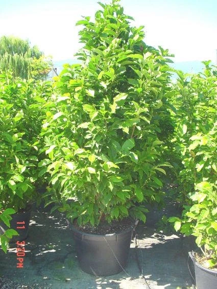 Beverboom (Magnolia Liliiflora 'Nigra') 5 Beverboom (Magnolia Liliiflora 'Nigra') - Afbeelding 3