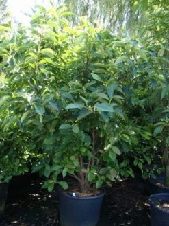 Beverboom (Magnolia Soulangeana) -DIRECTPLANT Winkel 20101217150923 10