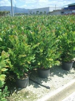 Stermagnolia (Magnolia Stellata) 29 Stermagnolia (Magnolia Stellata) -DIRECTPLANT Winkel 20101217151009 13 1