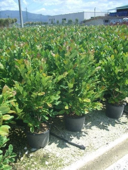 Stermagnolia (Magnolia Stellata) 10 Stermagnolia (Magnolia Stellata) - Afbeelding 8