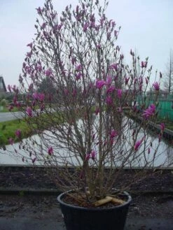 Beverboom, Struik (Magnolia Susan) 17 Beverboom, Struik (Magnolia Susan) -DIRECTPLANT Winkel 20101217151122 10