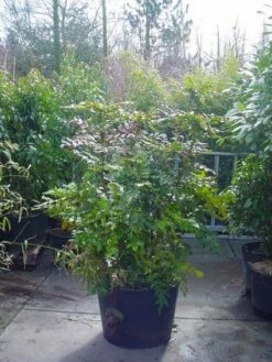 Chinese Mahoniestruik (Mahonia Bealei)