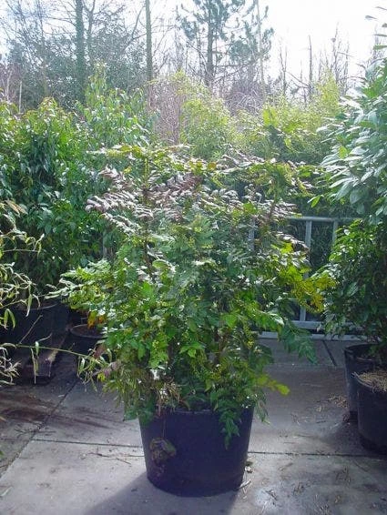 Chinese Mahoniestruik (Mahonia Bealei) 3 Chinese Mahoniestruik (Mahonia Bealei)