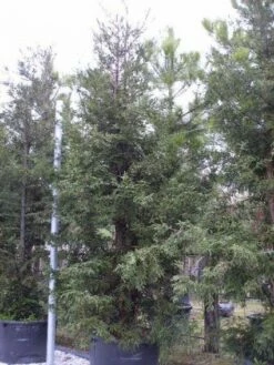 Kustmammoetboom (Sequoia Sempervirens) -DIRECTPLANT Winkel 20101217161907 8