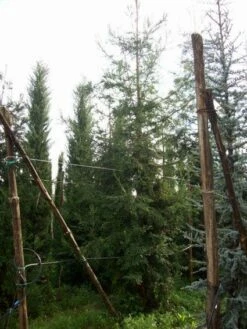 Kustmammoetboom (Sequoia Sempervirens) -DIRECTPLANT Winkel 20101217161916 8