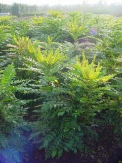 Mahoniestruik (Mahonia Media 'Winter Sun') 17 Mahoniestruik (Mahonia Media 'Winter Sun') -DIRECTPLANT Winkel 20101217162700 11