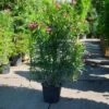 Oleander Als Leivorm (Nerium Oleander) -DIRECTPLANT Winkel 20101220113644 1